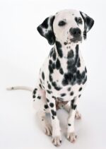 Nearby Black & White Dalmatian Color Puppy - Image 2