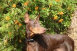 Nearby Brown & Rust Doberman Pinscher Color Puppy - Image 4