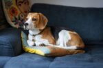 Nearby Tricolor Beagle Puppy - Image 3