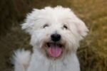 Nearby Bichon Frise Puppy - Image 5