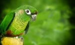 Nearby Green Cheek Conure - Image 3