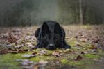 Nearby Pure Black German Shepherd Puppy - Image 5