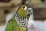 Nearby Black Capped Conure - Image 4