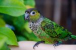 Nearby Black Capped Conure - Image 7