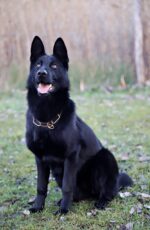 Nearby Pure Black German Shepherd Puppy - Image 2