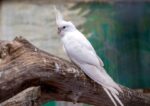 Nearby Albino Cockatiel - Image 4