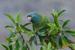 Nearby Blue Crown Conure - Image 5