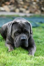 Nearby Cane Corso Puppy - Image 2