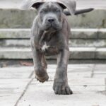 Nearby Cane Corso Puppy