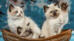 Nearby Ragdoll Cats & Kittens - Image 4