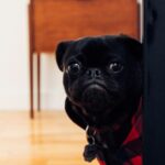 Nearby Black Pug Color Puppy