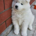 Nearby White Samoyed Color Puppy