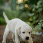 Nearby White Labrador Retriever Color Puppy