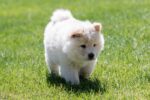 Nearby Cream Chow Chow Puppy - Image 5