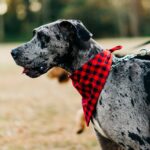 Nearby Harlequin Great Dane Color Puppy