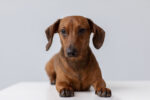 Nearby Brown & Tan Dachshund Puppy - Image 4