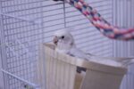 Nearby Albino Cockatiel - Image 2