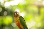 Nearby Green Cheek Conure