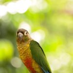 Nearby Green Cheek Conure