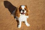 Nearby Cavalier King Charles Spaniel Puppy - Image 3
