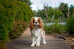 Nearby Cavalier King Charles Spaniel Puppy - Image 6