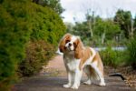 Nearby Cavalier King Charles Spaniel Puppy - Image 5