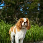 Nearby Cavalier King Charles Spaniel Puppy