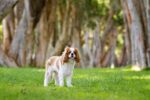 Nearby Cavalier King Charles Spaniel Puppy - Image 8