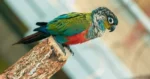 Nearby Crimson Bellied Conure - Image 5