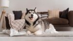 Nearby Siberian Husky | Black & White Color With Brown Eye - Image 7
