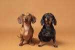 Nearby Black & Tan Dachshund Color Puppy - Image 4