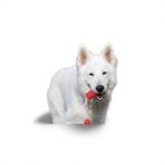 Nearby German Shepherd | White - Image 3