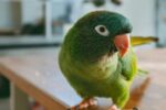 Nearby Blue Crown Conure