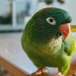 Nearby Blue Crown Conure