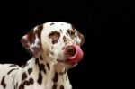 Nearby White & Liver Brown Dalmatian Puppy - Image 3