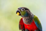 Nearby Crimson Bellied Conure - Image 6