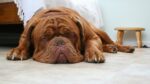 Nearby French Mastiff Puppy - Image 2