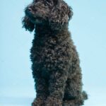 Nearby Black Toy Poodle Color Puppy