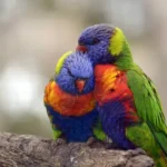 Nearby Rainbow Lorikeet