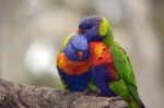 Nearby Rainbow Lorikeet
