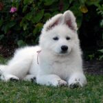 Nearby German Shepherd | White