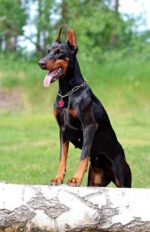 Nearby European Doberman Puppy - Image 2