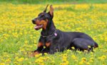 Nearby European Doberman Puppy - Image 5