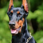 Nearby European Doberman Puppy