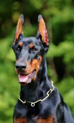 Nearby European Doberman Puppy