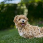 Nearby Cream Maltipoo Puppy