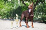 Nearby Brown & Rust Doberman Pinscher Color Puppy - Image 3