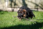 Nearby Black and Tan German Shepherd Puppy - Image 3