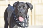 Nearby Cane Corso Puppy - Image 7