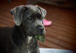 Nearby Cane Corso Puppy - Image 5